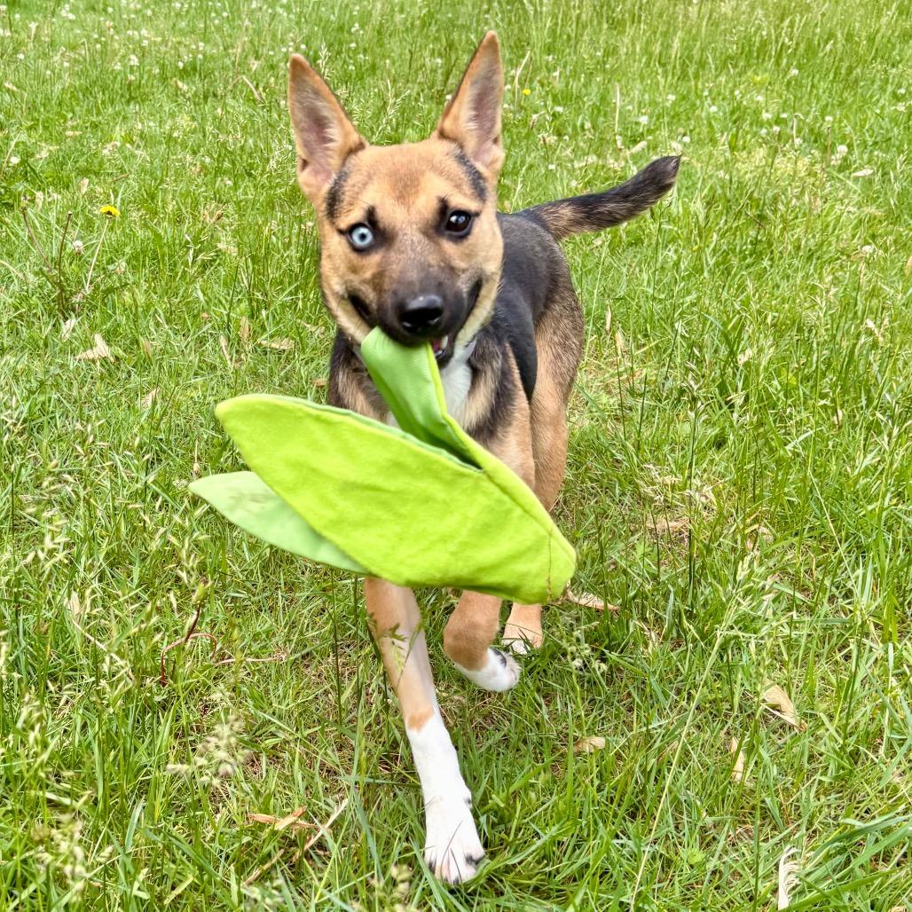 Enlarge Momo, a Adoptable mixed breed in Wantagh, NY image 5/6