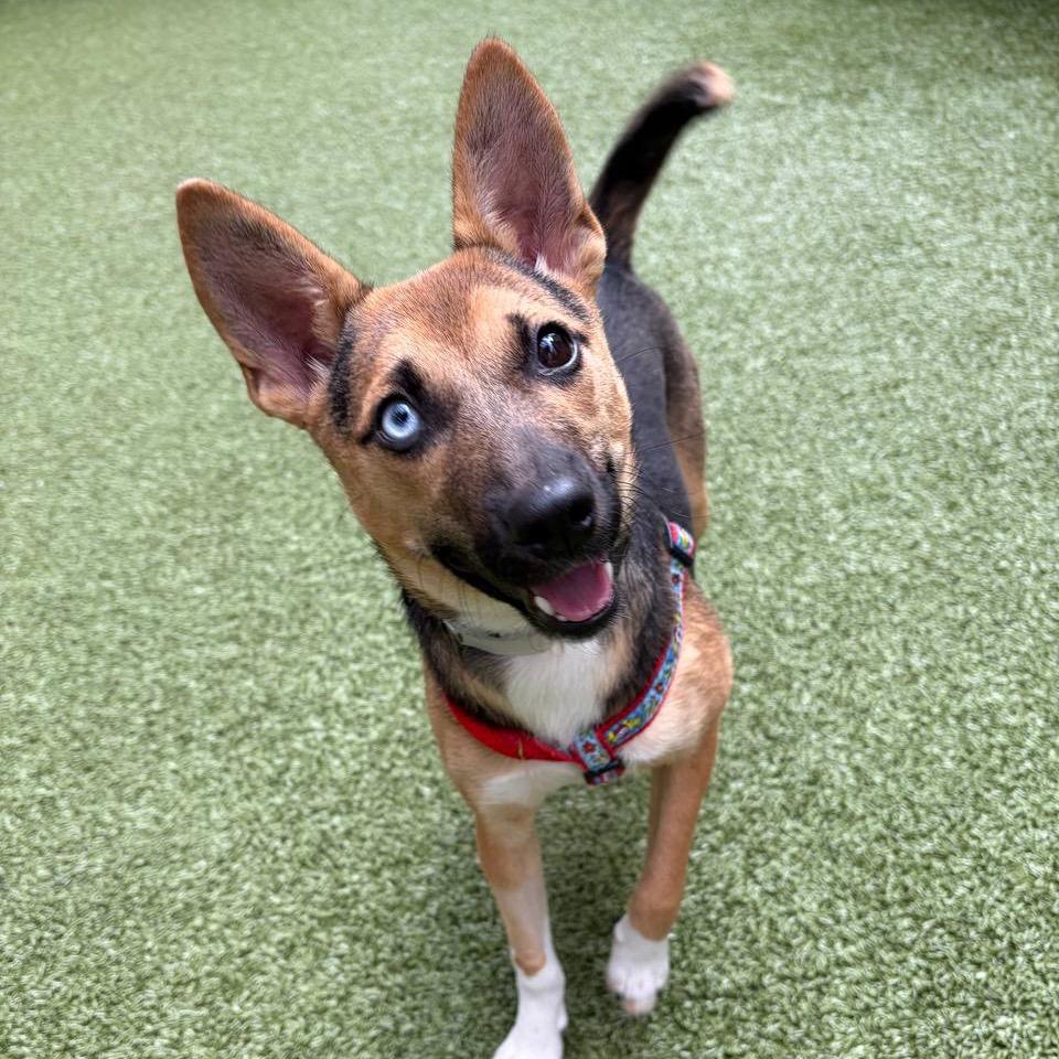 Enlarge Momo, a Adoptable mixed breed in Wantagh, NY image 6/6