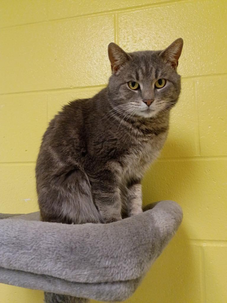 Tyler, Adoptable, Adult Male Domestic Short Hair.