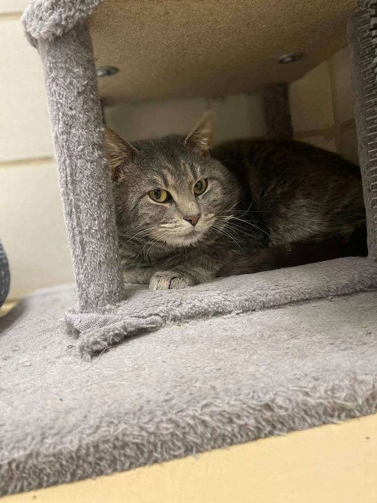 Enlarge Tyler, a Adoptable mixed breed in Hamilton, OH image 2/2