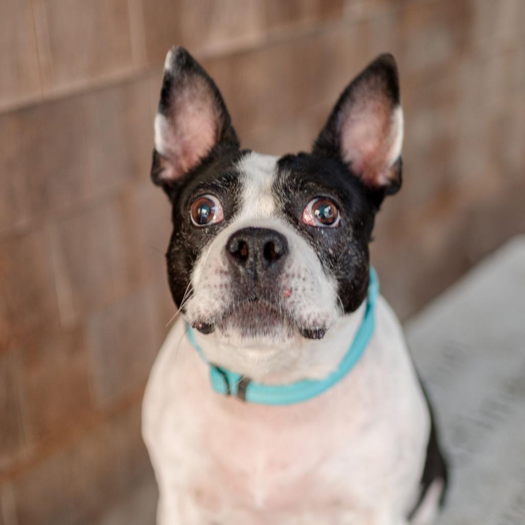 Ella, a Adoptable Boston Terrier in Middletown, RI image 1/4