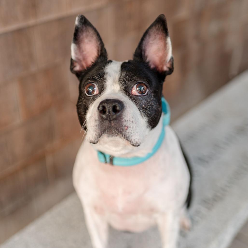 Ella, a Adoptable Boston Terrier in Middletown, RI image 2/4
