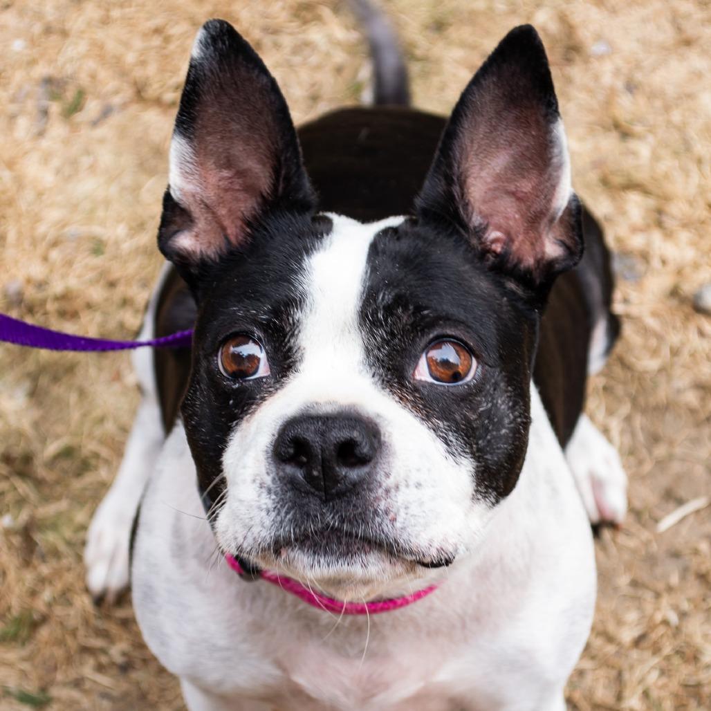 Ella, a Adoptable Boston Terrier in Middletown, RI image 4/4
