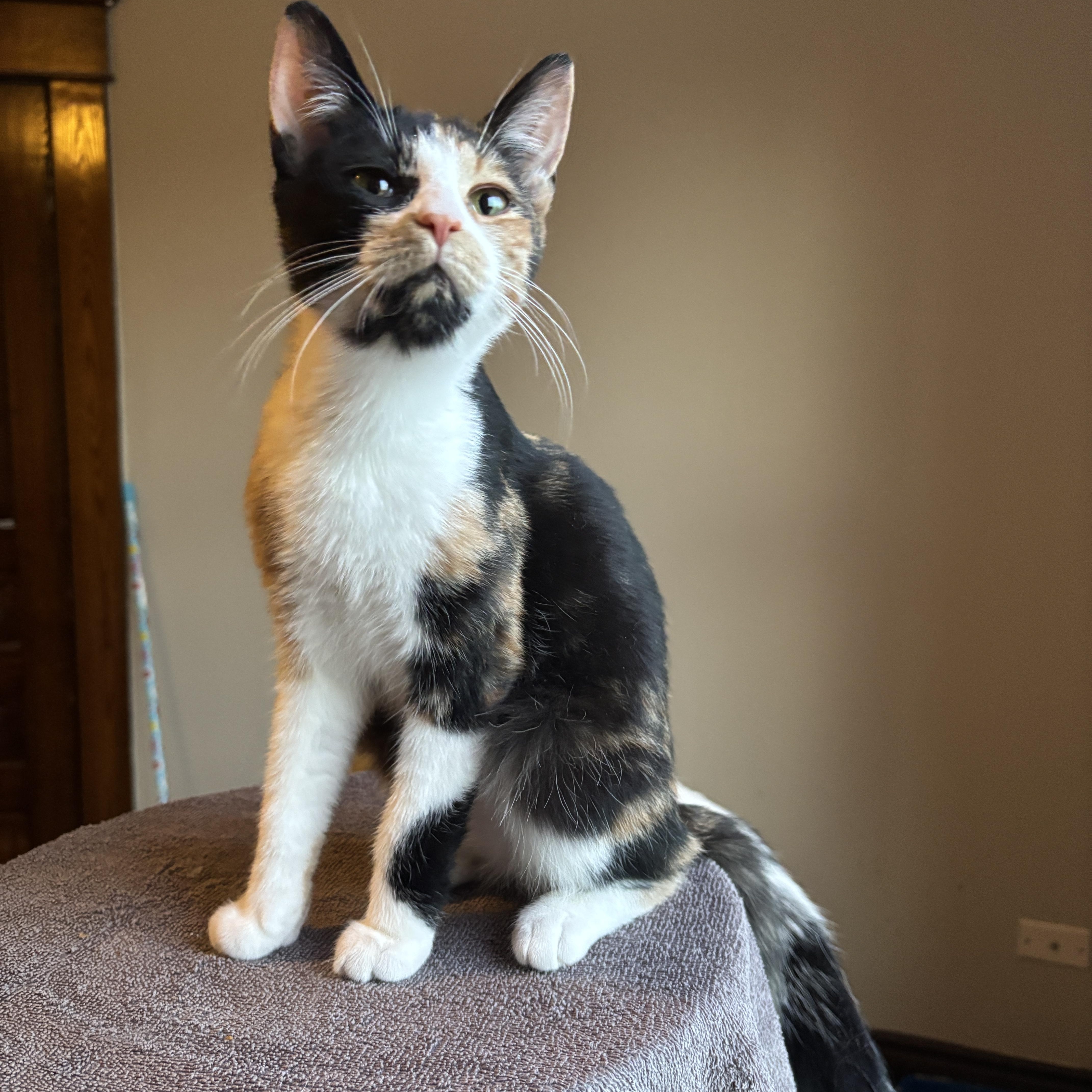 Enlarge VELMA, an adopted Calico in Shakespeare, ON image 3/5