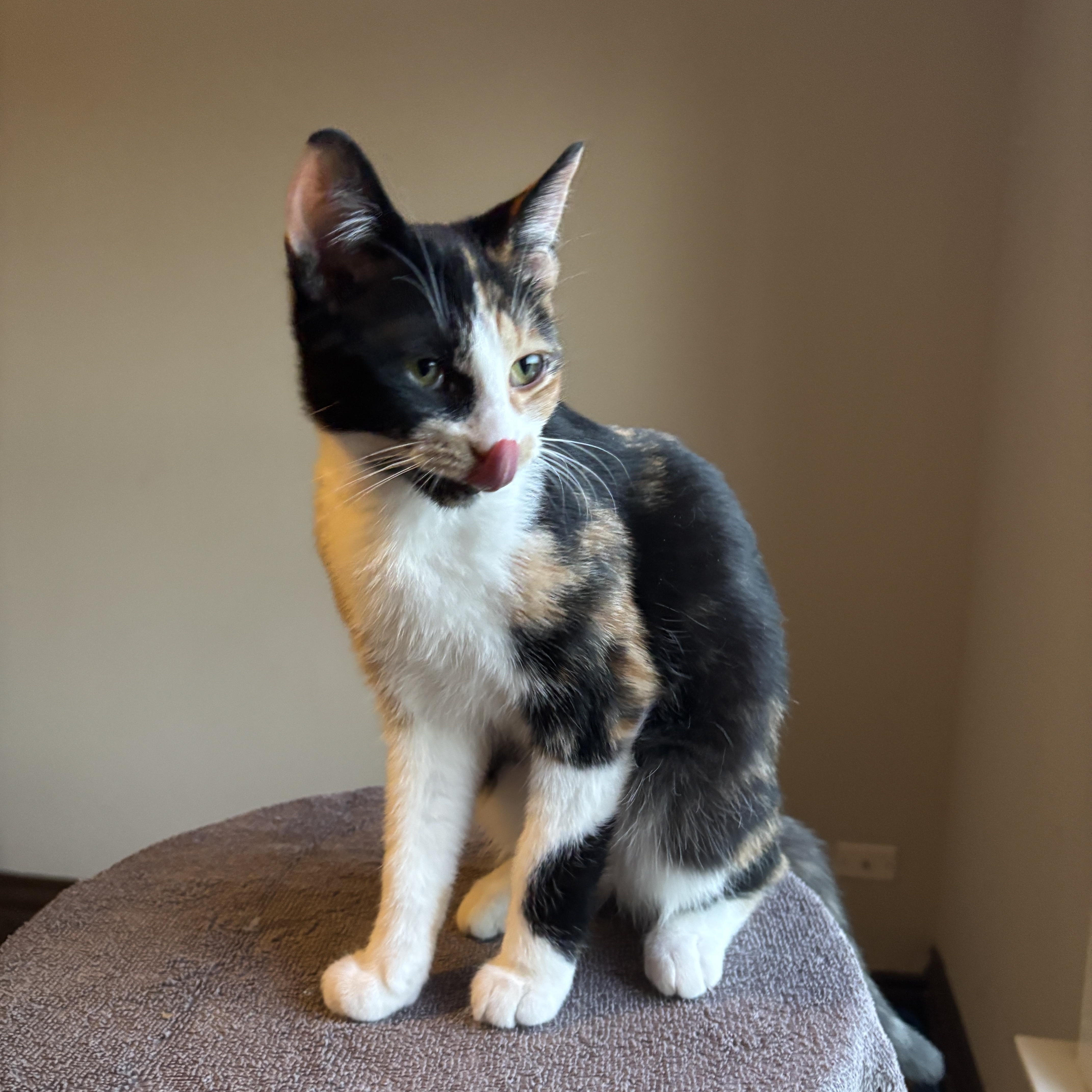 Enlarge VELMA, an adopted Calico in Shakespeare, ON image 2/5