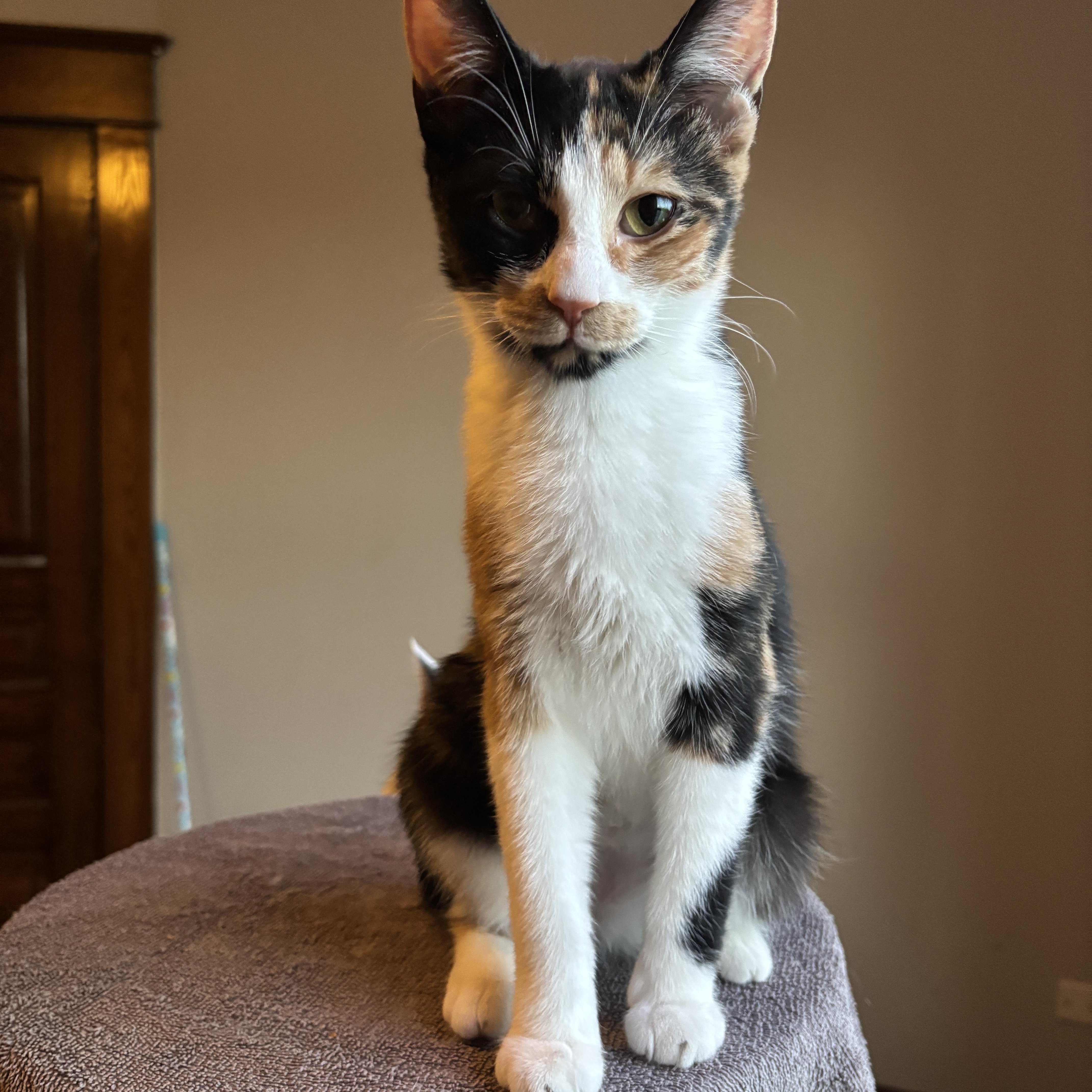 Enlarge VELMA, an adopted Calico in Shakespeare, ON image 4/5