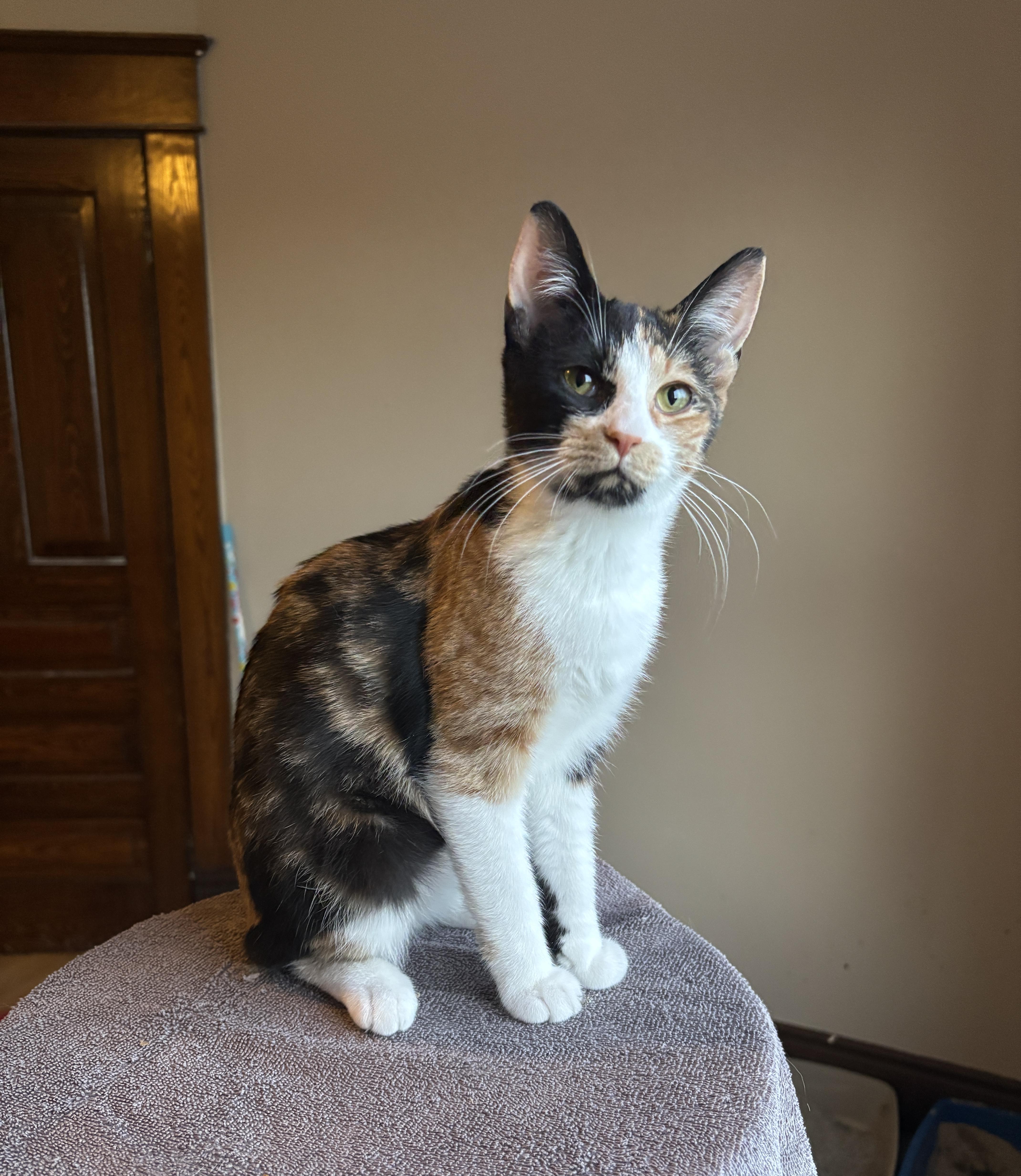 VELMA, adopted, Kitten Female Calico.