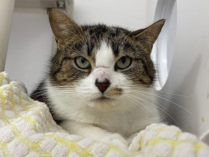 McDouble - Staff Pick, Adoptable, Adult Female Domestic Short Hair & Domestic Short Hair.