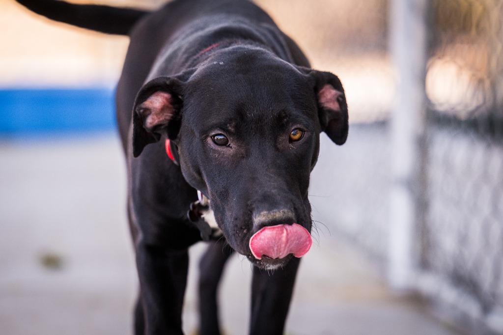 Lambeau, Adoptable, Puppy Male Labrador Retriever & Pit Bull Terrier.