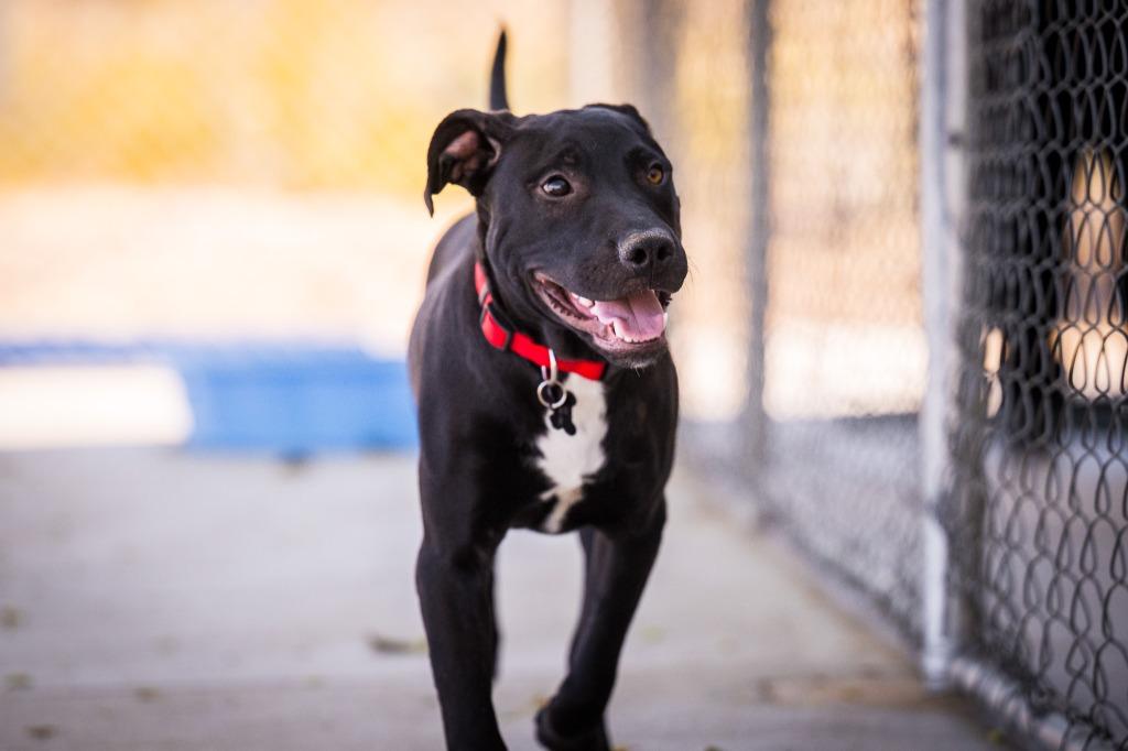 Lambeau, a Adoptable mixed breed in Twentynine Palms, CA image 2/6