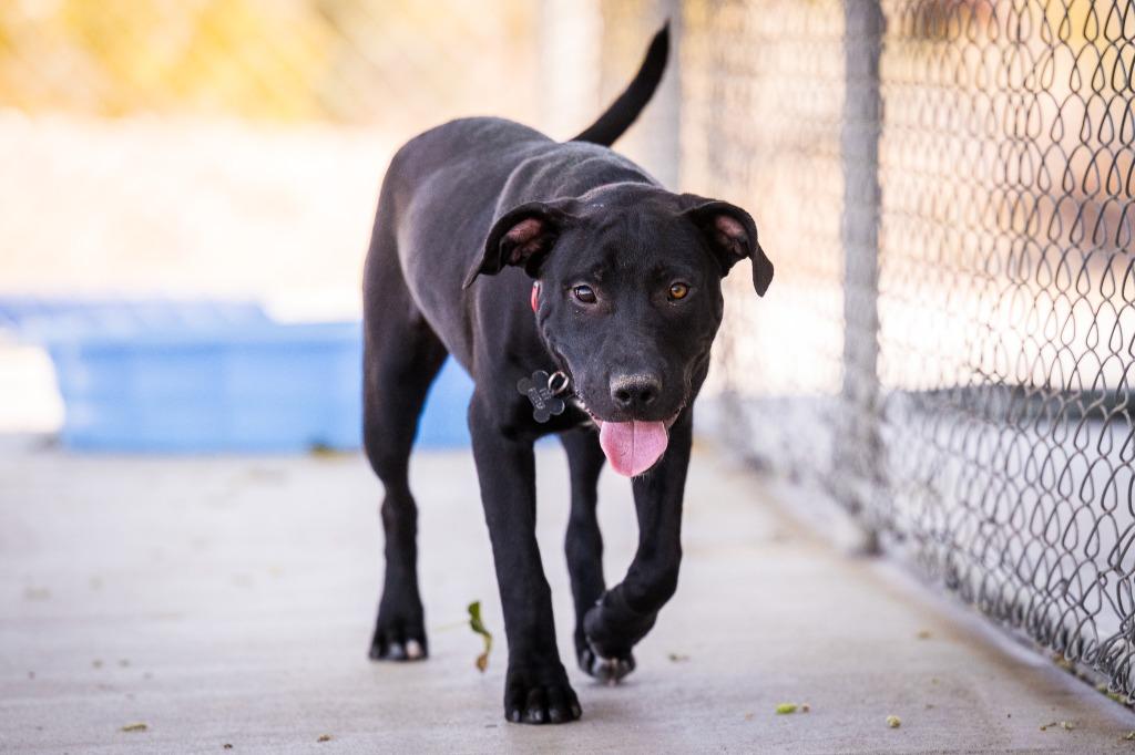 Lambeau, a Adoptable mixed breed in Twentynine Palms, CA image 3/6