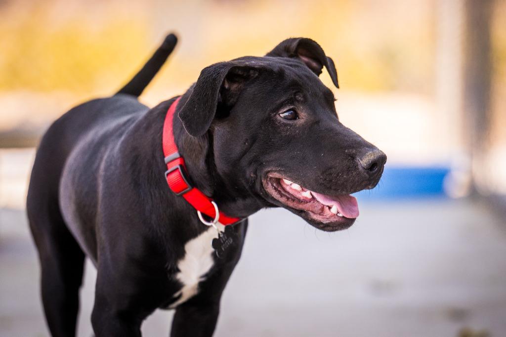 Lambeau, a Adoptable mixed breed in Twentynine Palms, CA image 4/6
