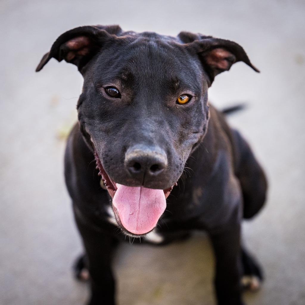 Lambeau, a Adoptable mixed breed in Twentynine Palms, CA image 5/6