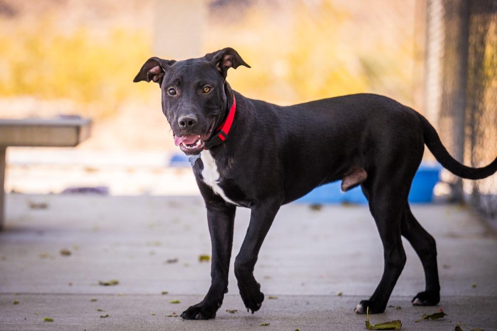 Lambeau, a Adoptable mixed breed in Twentynine Palms, CA image 6/6