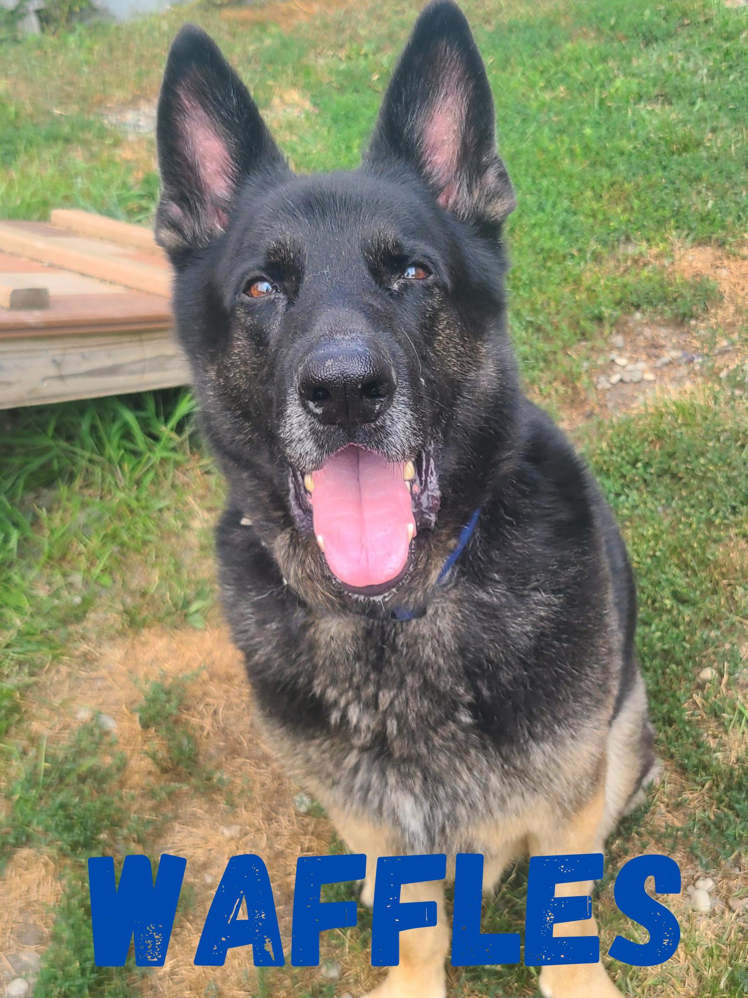 Enlarge Lulu & Waffles, a Adoptable German Shepherd Dog in Orleans, VT image 1/4