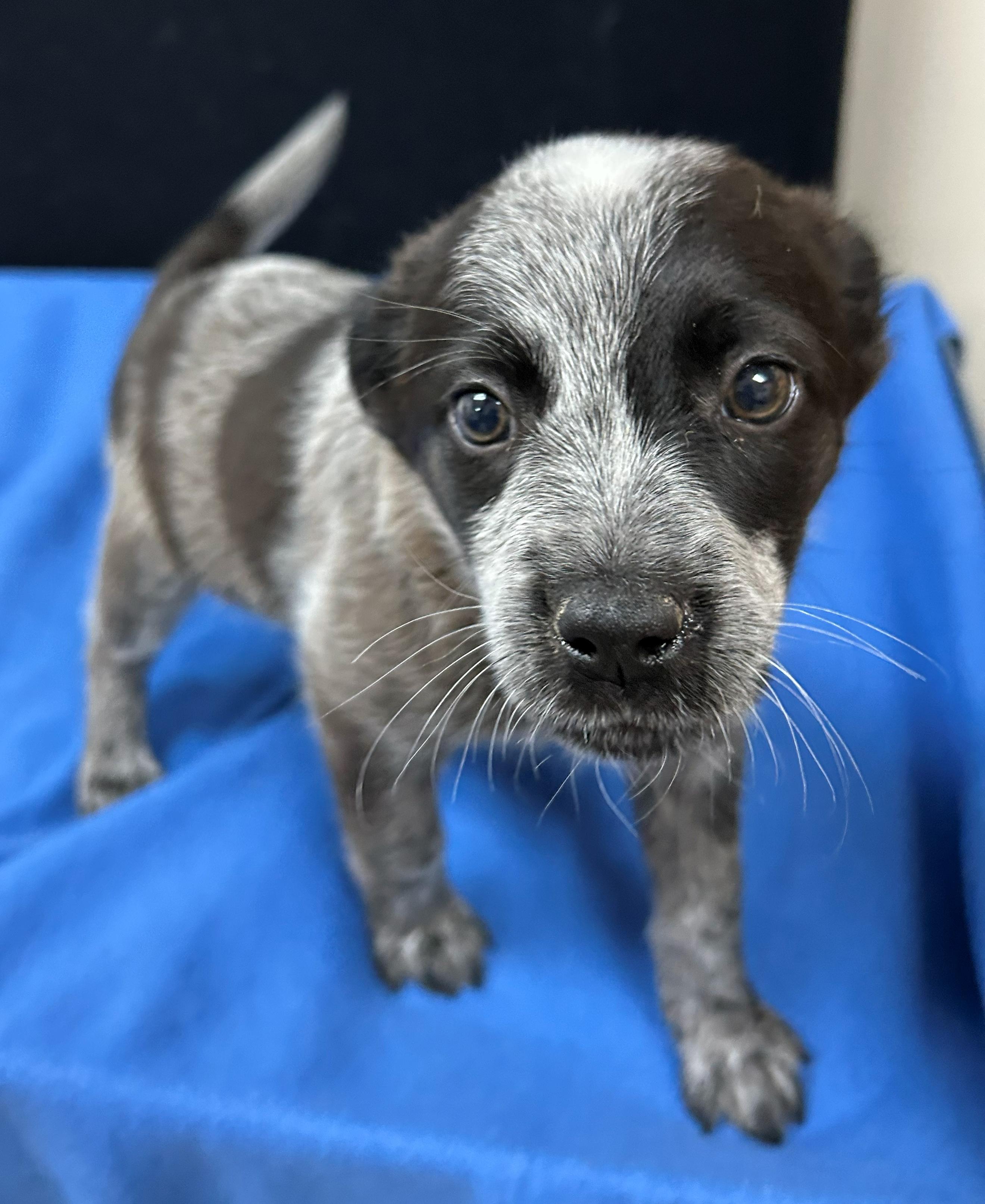 Maria, Adoptable, Puppy Female Australian Cattle Dog / Blue Heeler.