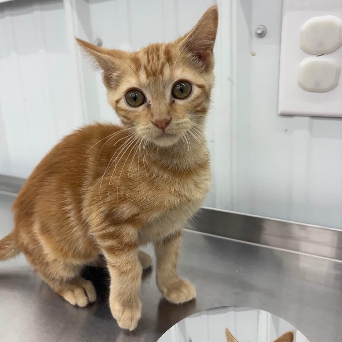 Vega, ADOPTABLE, Kitten Female Domestic Short Hair.