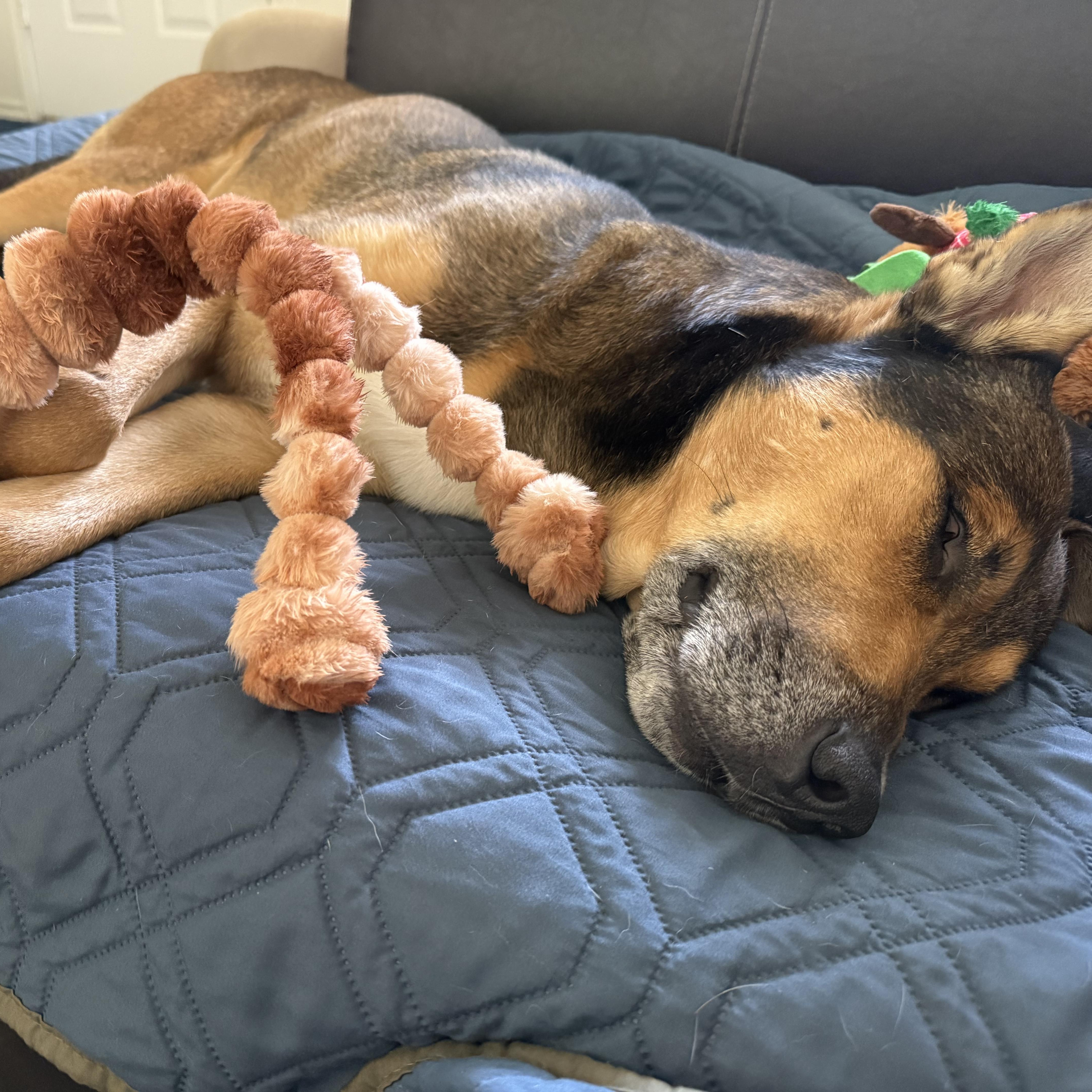 Enlarge Carter, a Adoptable mixed breed in Chatham, NJ image 4/6