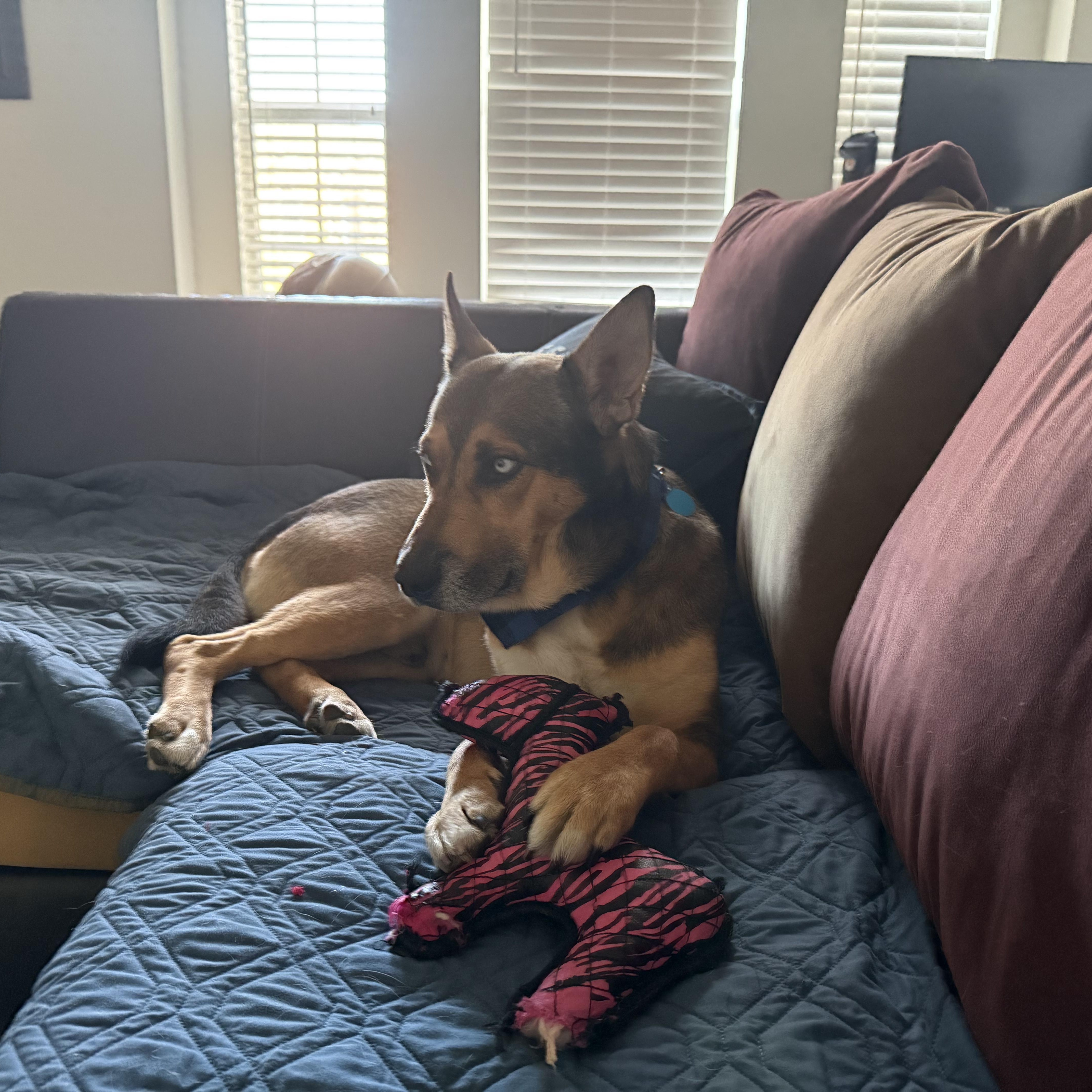 Enlarge Carter, a Adoptable mixed breed in Chatham, NJ image 6/6