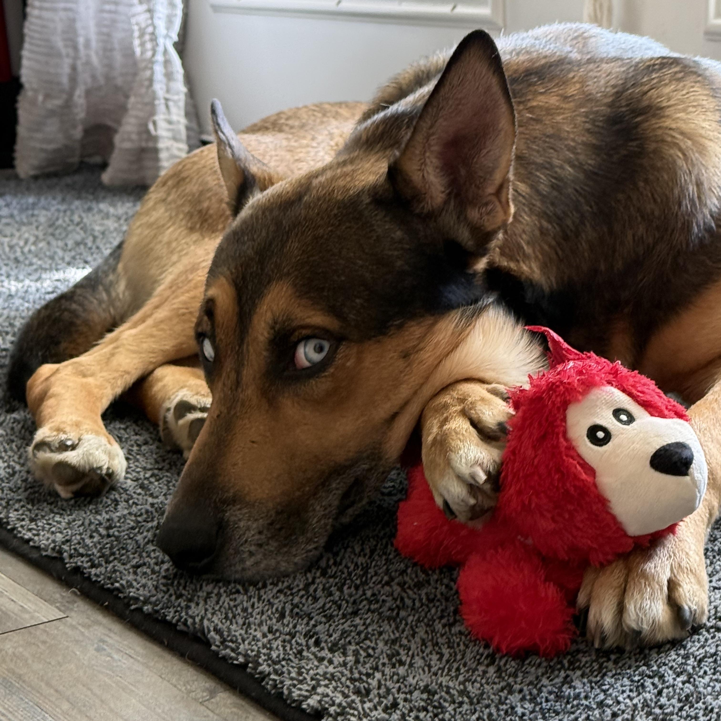 Enlarge Carter, a Adoptable mixed breed in Chatham, NJ image 5/6