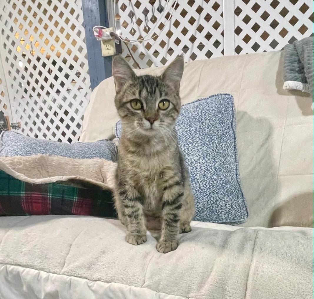 Grace, adopted, Young Female Tabby & Domestic Short Hair.