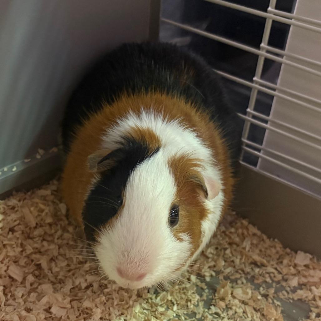 IVHS-Stray-143310, Adoptable, Adult Male Guinea Pig.