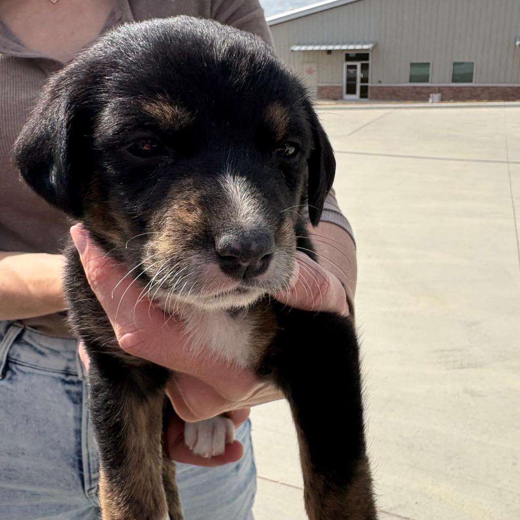 Enlarge Lily, a ADOPTABLE mixed breed in Anderson, TX image 1/1