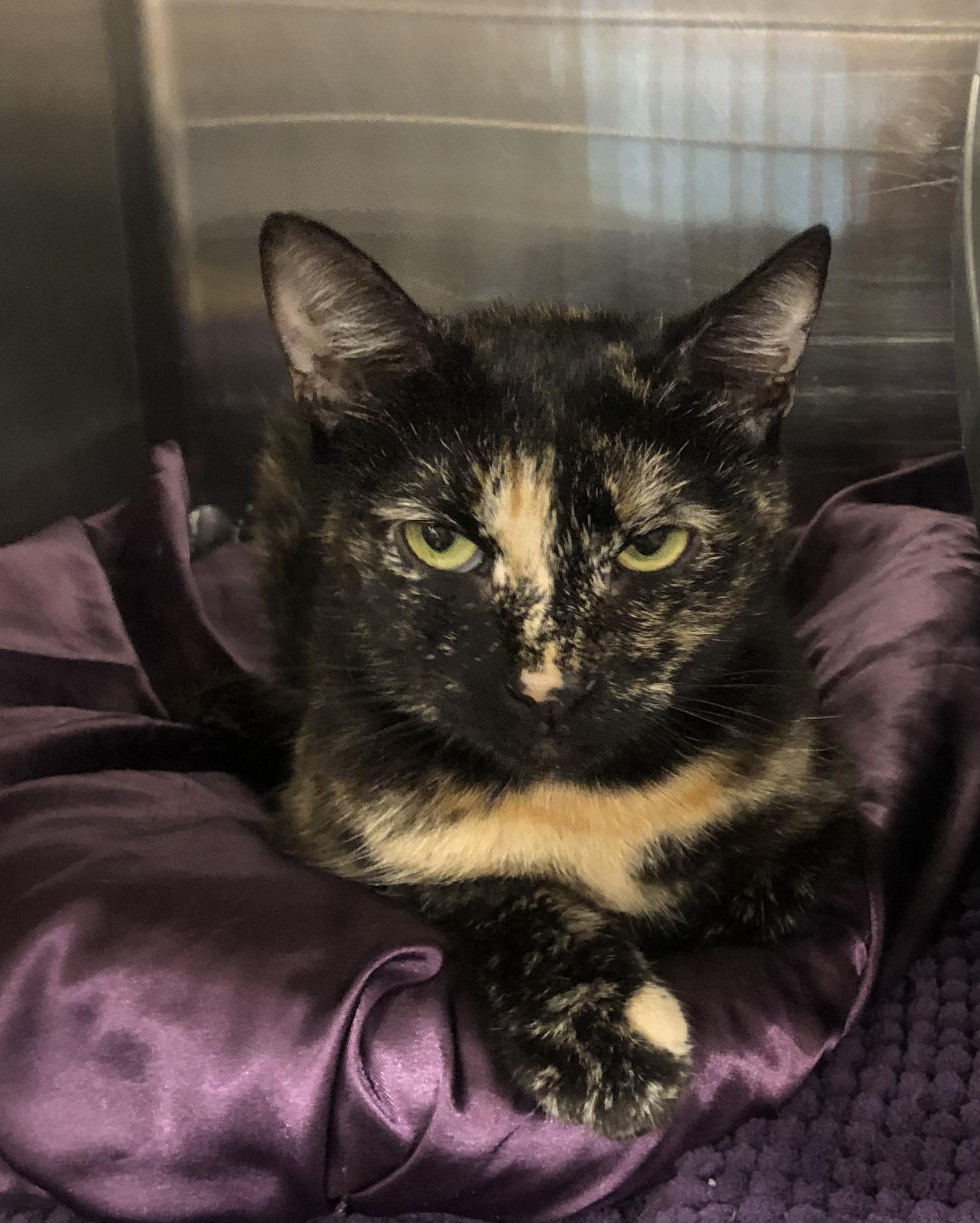 Enlarge Fern, a Adoptable mixed breed in Greensburg, PA image 3/3