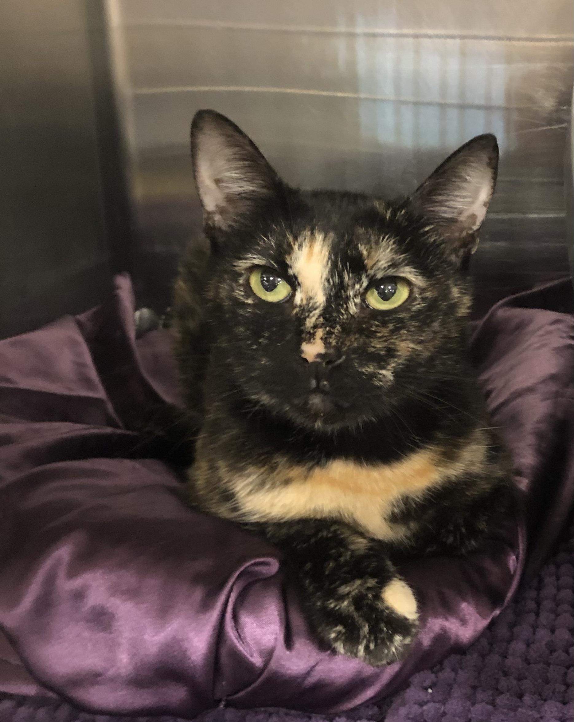 Enlarge Fern, a Adoptable mixed breed in Greensburg, PA image 2/3