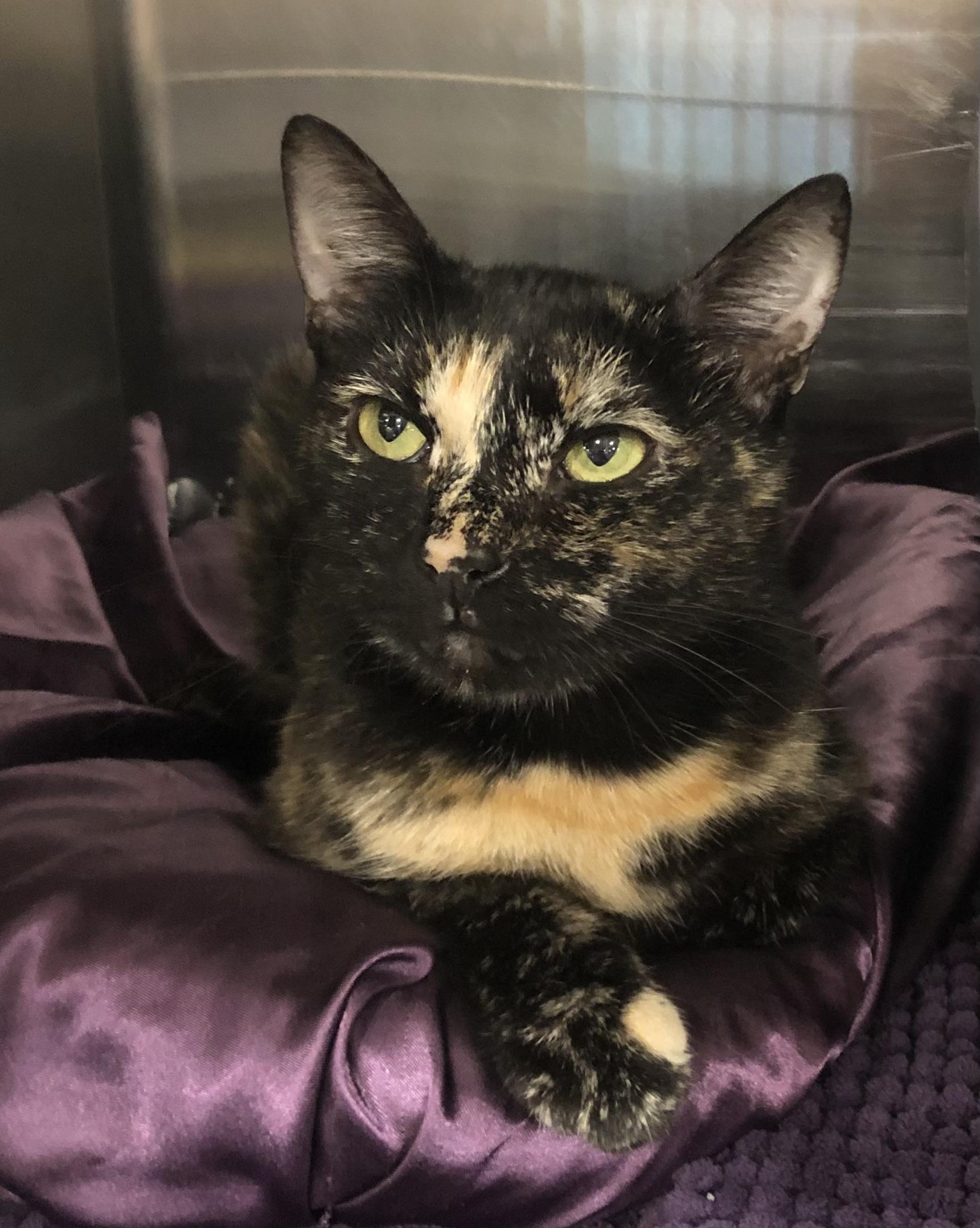 Enlarge Fern, a Adoptable mixed breed in Greensburg, PA image 1/3