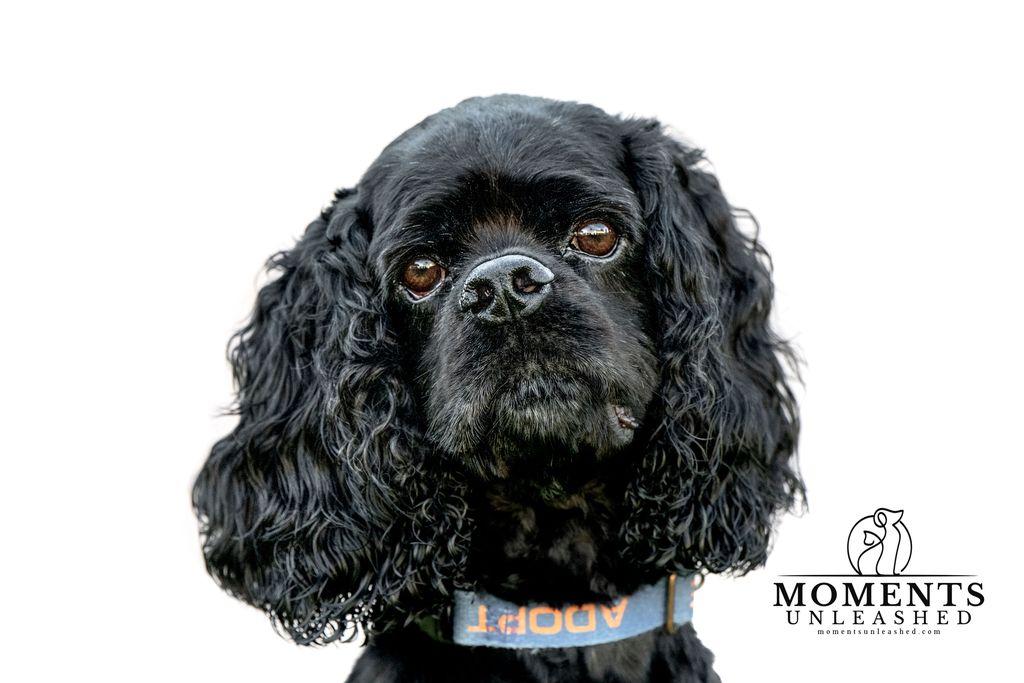 Enlarge Woody, a Adoptable Cocker Spaniel in Myakka City, FL image 4/4