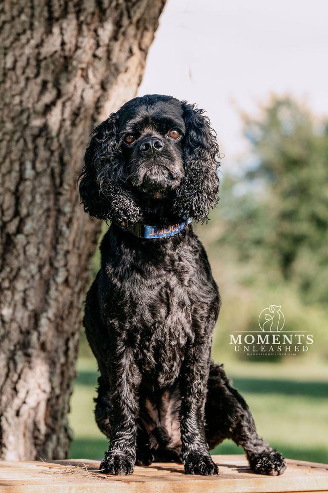Enlarge Woody, a Adoptable Cocker Spaniel in Myakka City, FL image 3/4