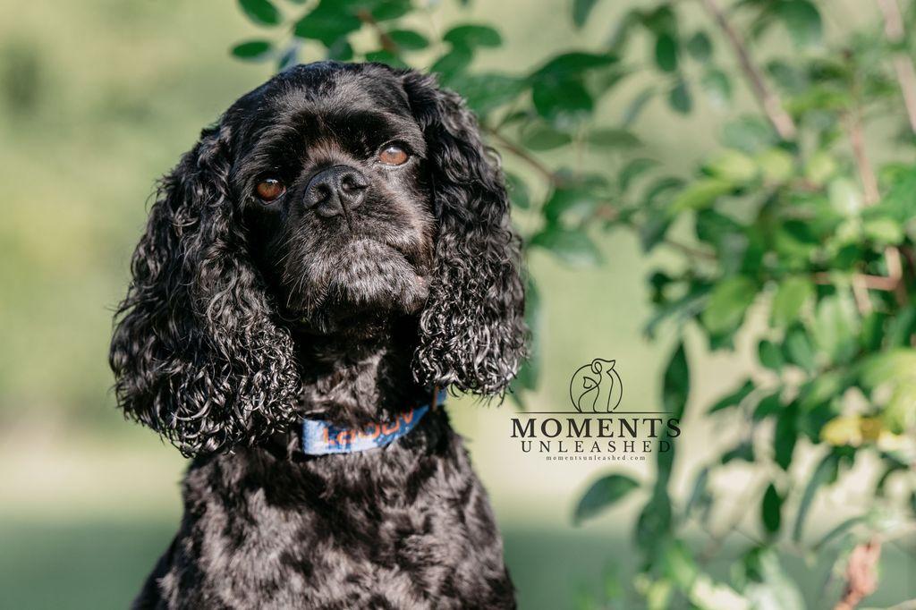 Enlarge Woody, a Adoptable Cocker Spaniel in Myakka City, FL image 2/4