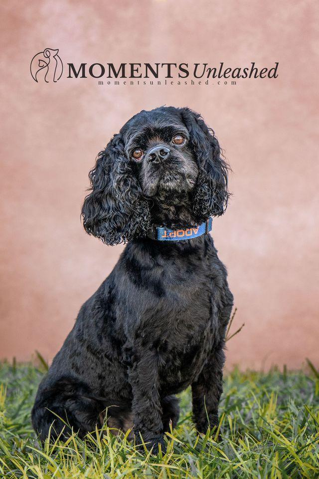 Enlarge Woody, a Adoptable Cocker Spaniel in Myakka City, FL image 1/4