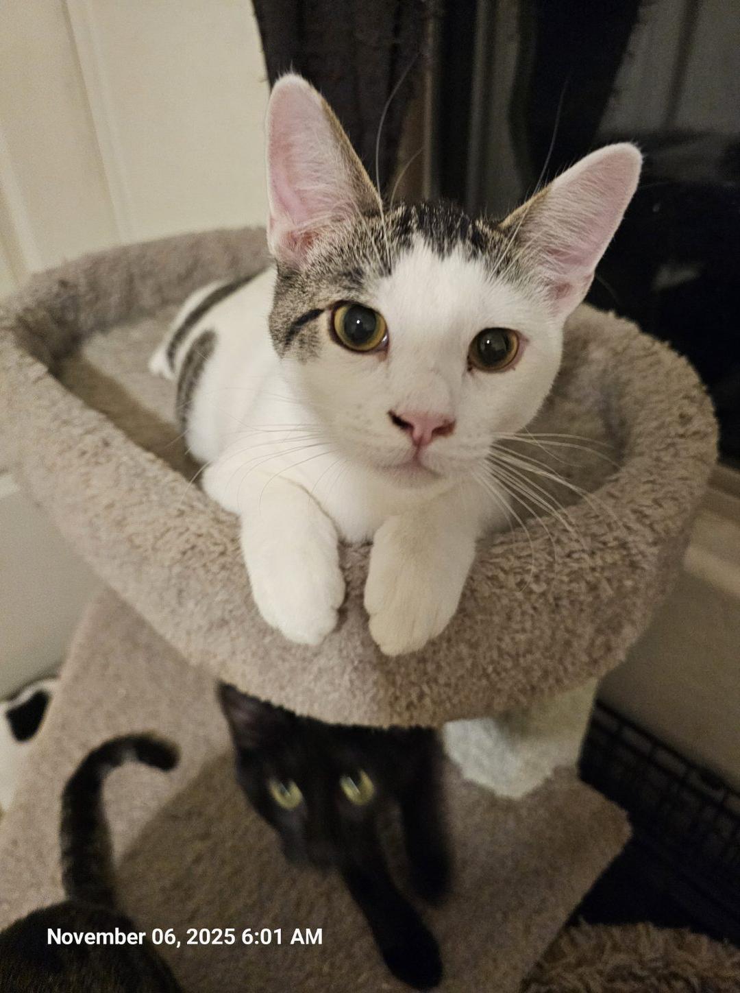 Enlarge Spex, a Adoptable Domestic Short Hair in Glendale, AZ image 1/1