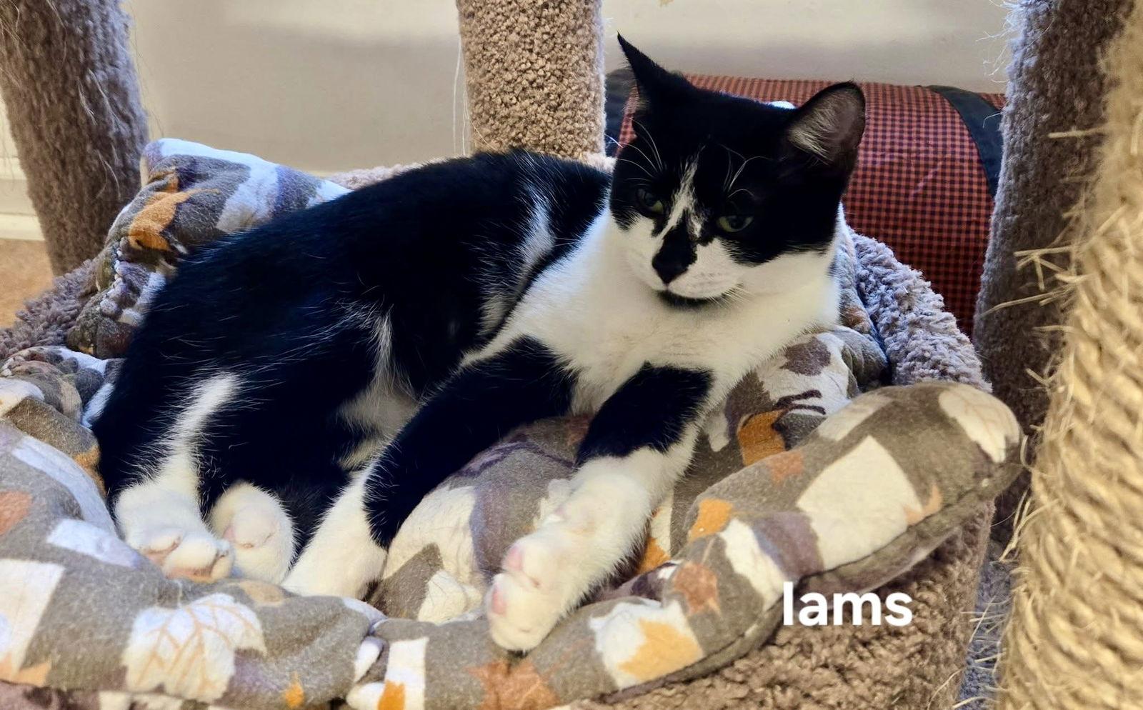 Enlarge Iams, a Adoptable Domestic Short Hair in Penndel, PA image 1/3