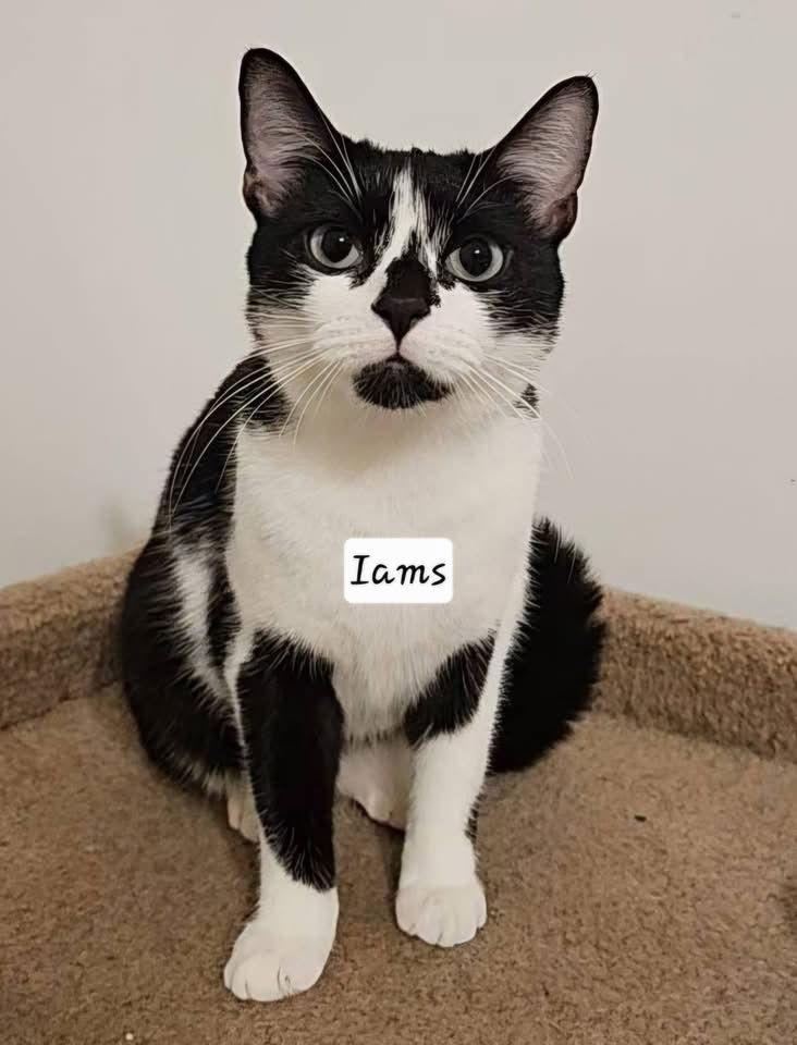 Enlarge Iams, a Adoptable Domestic Short Hair in Penndel, PA image 2/3