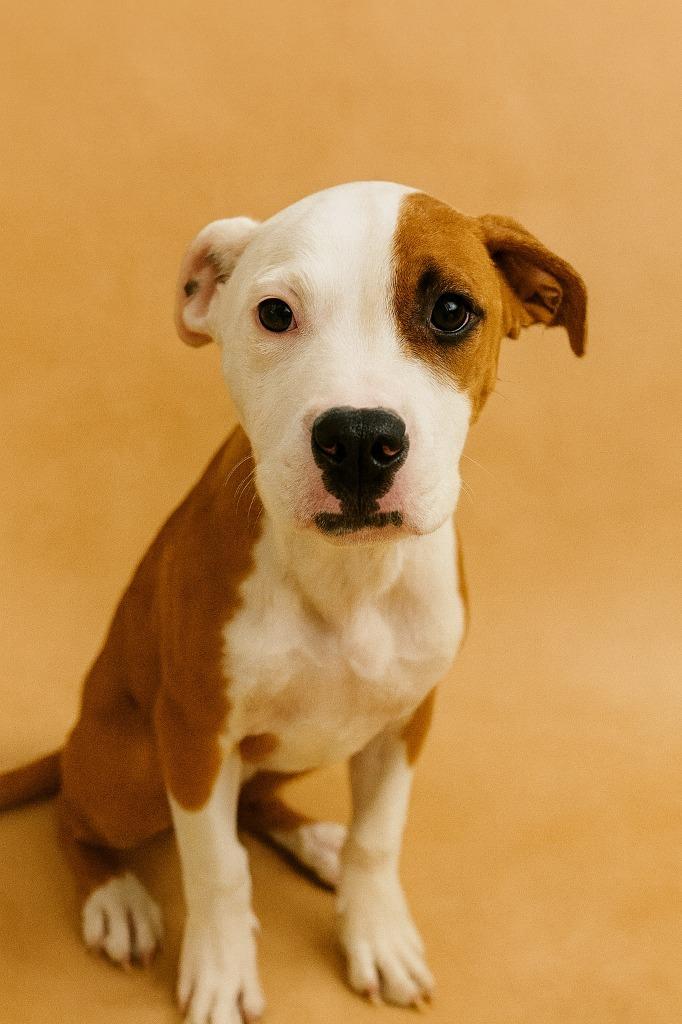 Enlarge Truvy, a Adoptable mixed breed in Hardeeville, SC image 1/1