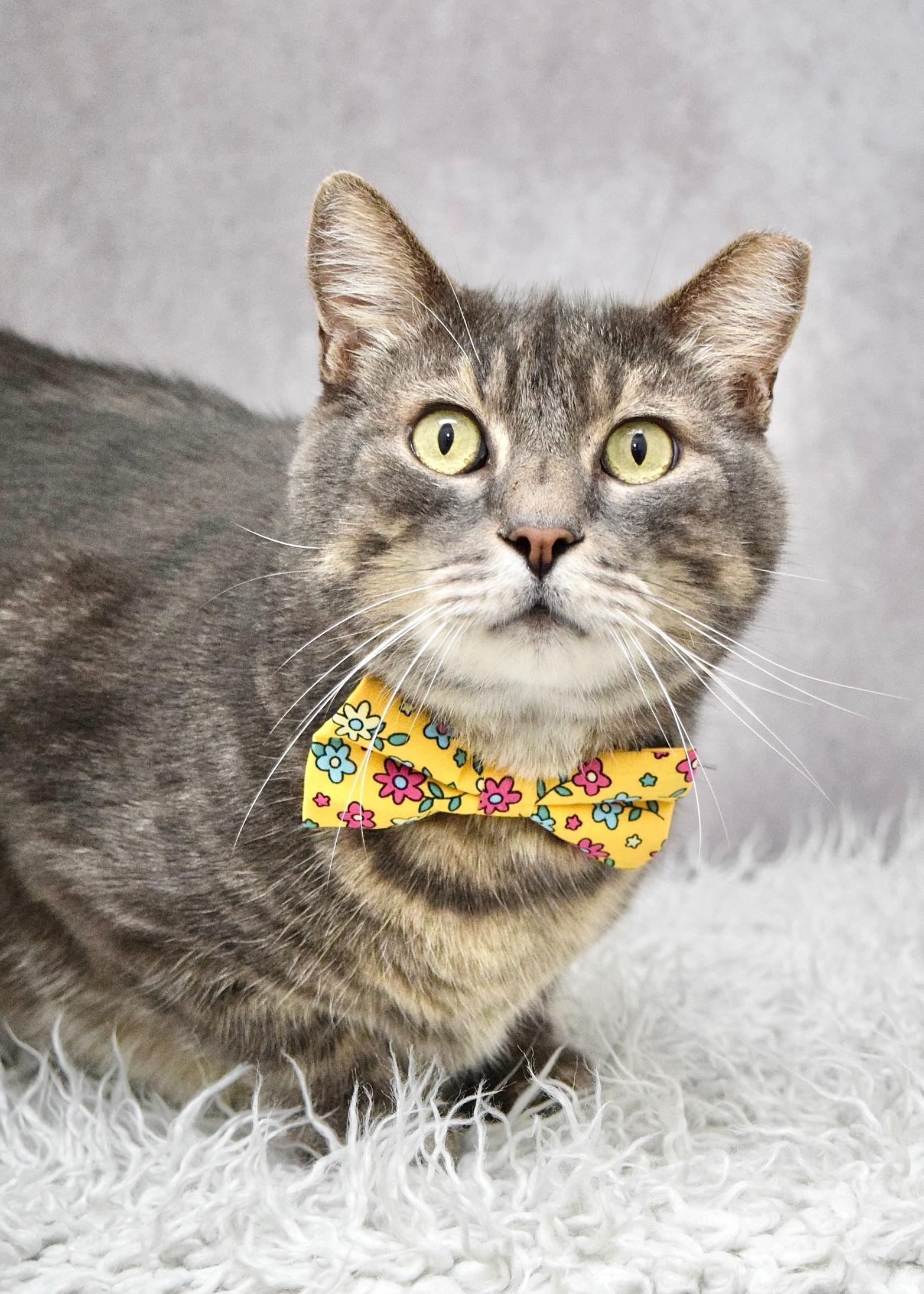 Taro, an adopted Domestic Short Hair in Dublin, CA image 1/3
