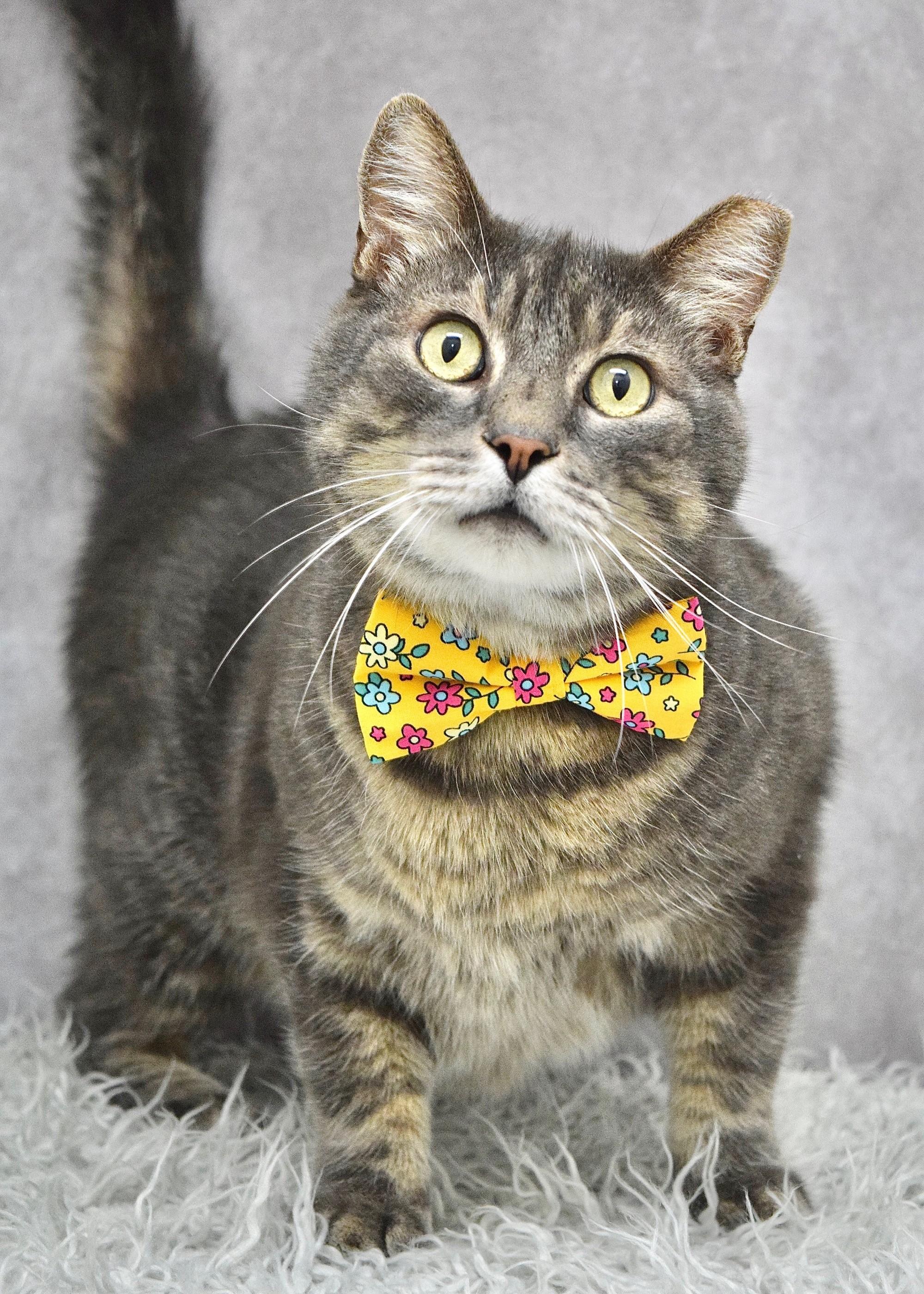 Taro, an adopted Domestic Short Hair in Dublin, CA image 2/3