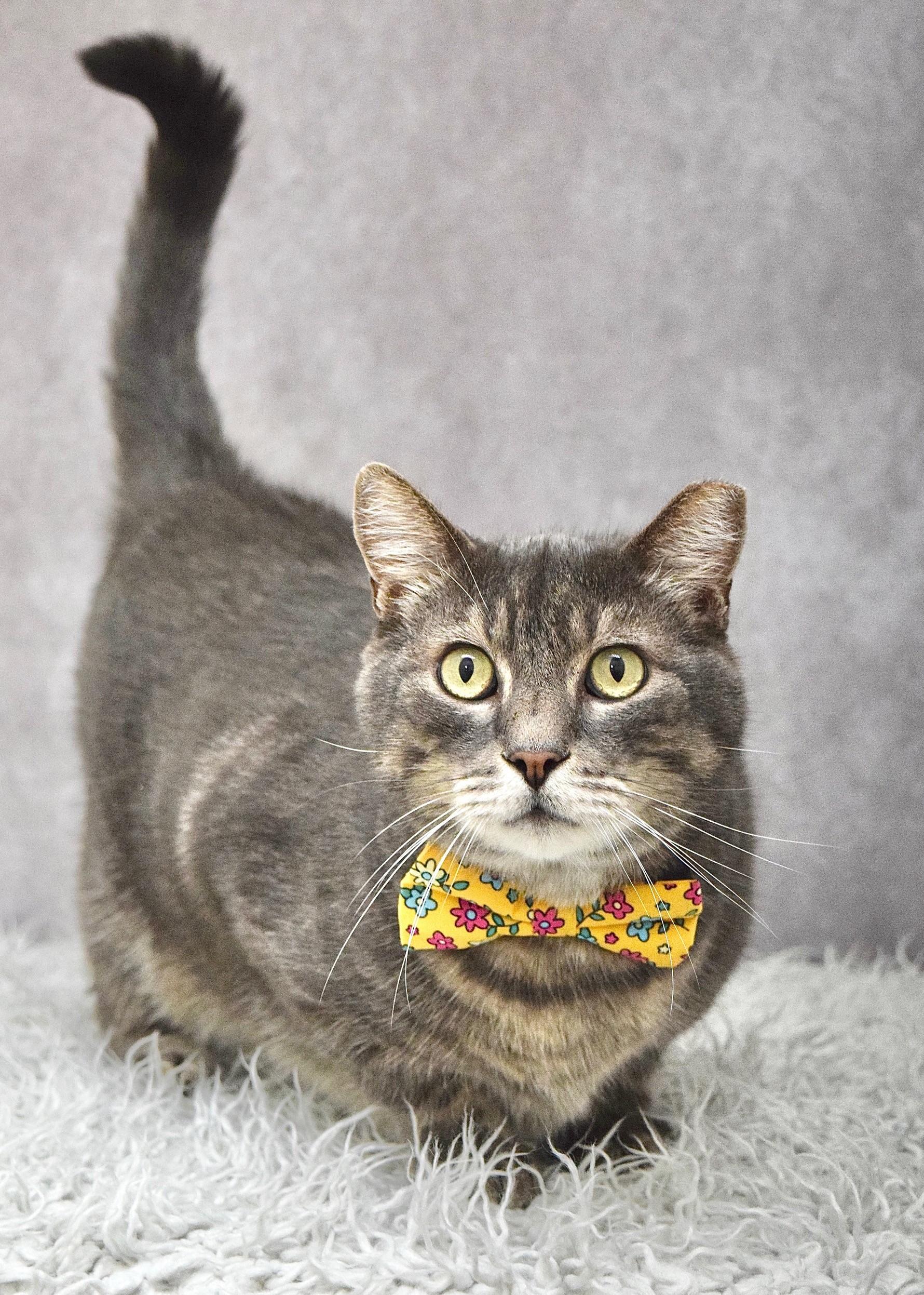 Taro, an adopted Domestic Short Hair in Dublin, CA image 3/3