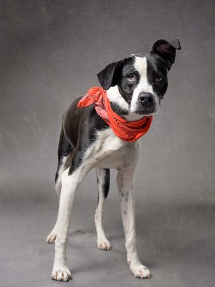 Enlarge Ant J, a Adoptable mixed breed in Atlanta, GA image 1/3