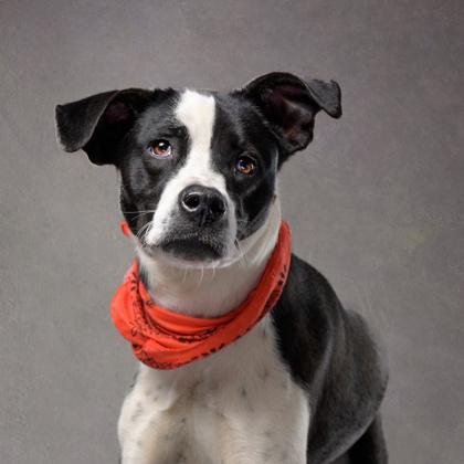Enlarge Ant J, a Adoptable mixed breed in Atlanta, GA image 2/3