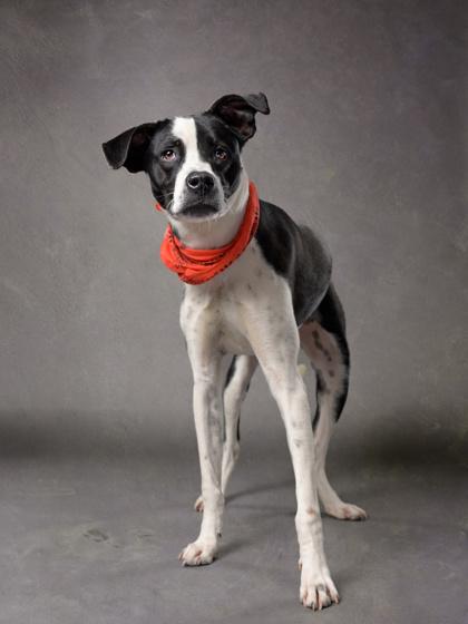 Enlarge Ant J, a Adoptable mixed breed in Atlanta, GA image 3/3