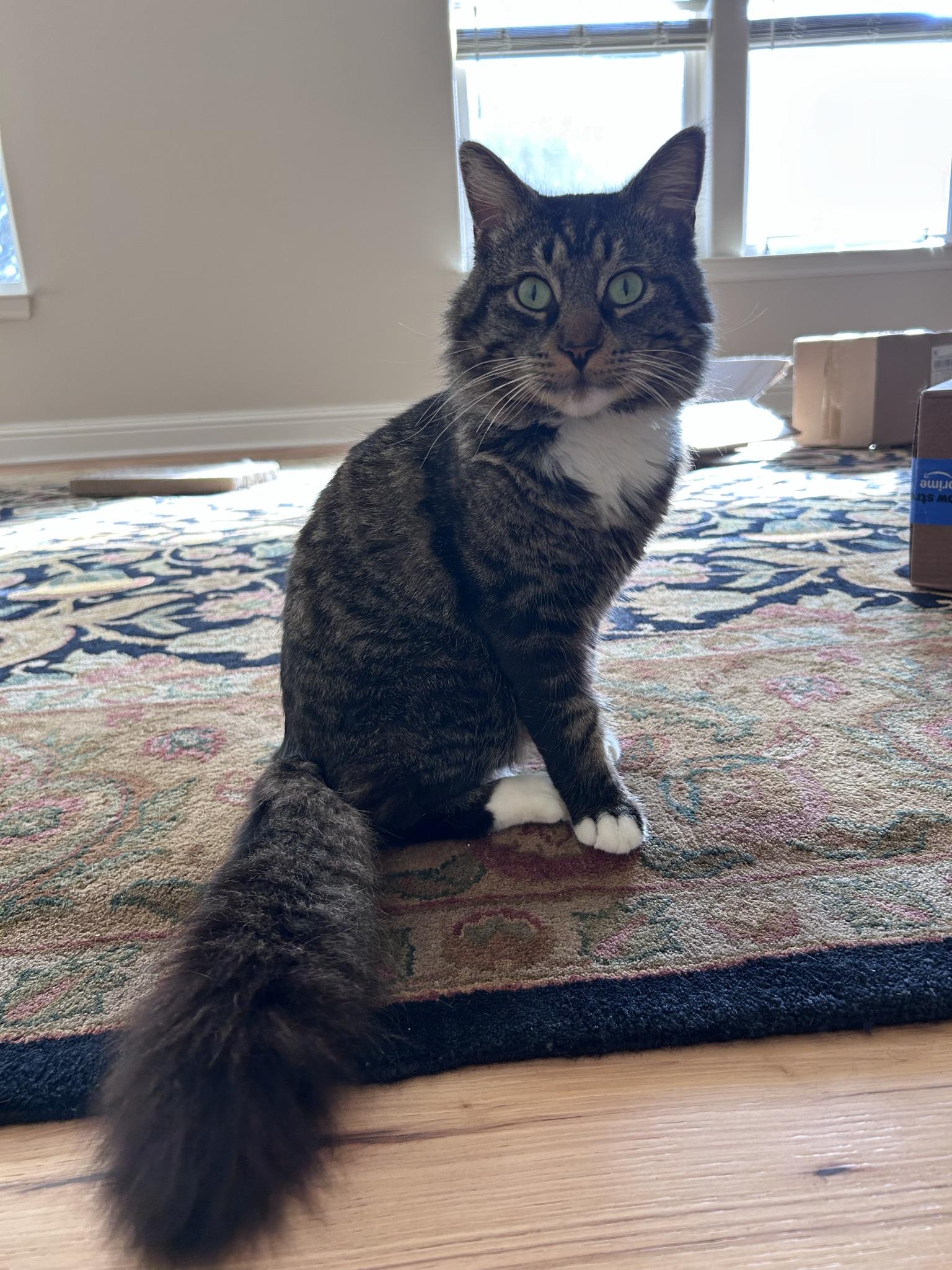 Enlarge Paris, a ADOPTABLE Domestic Medium Hair in Petaluma, CA image 3/5