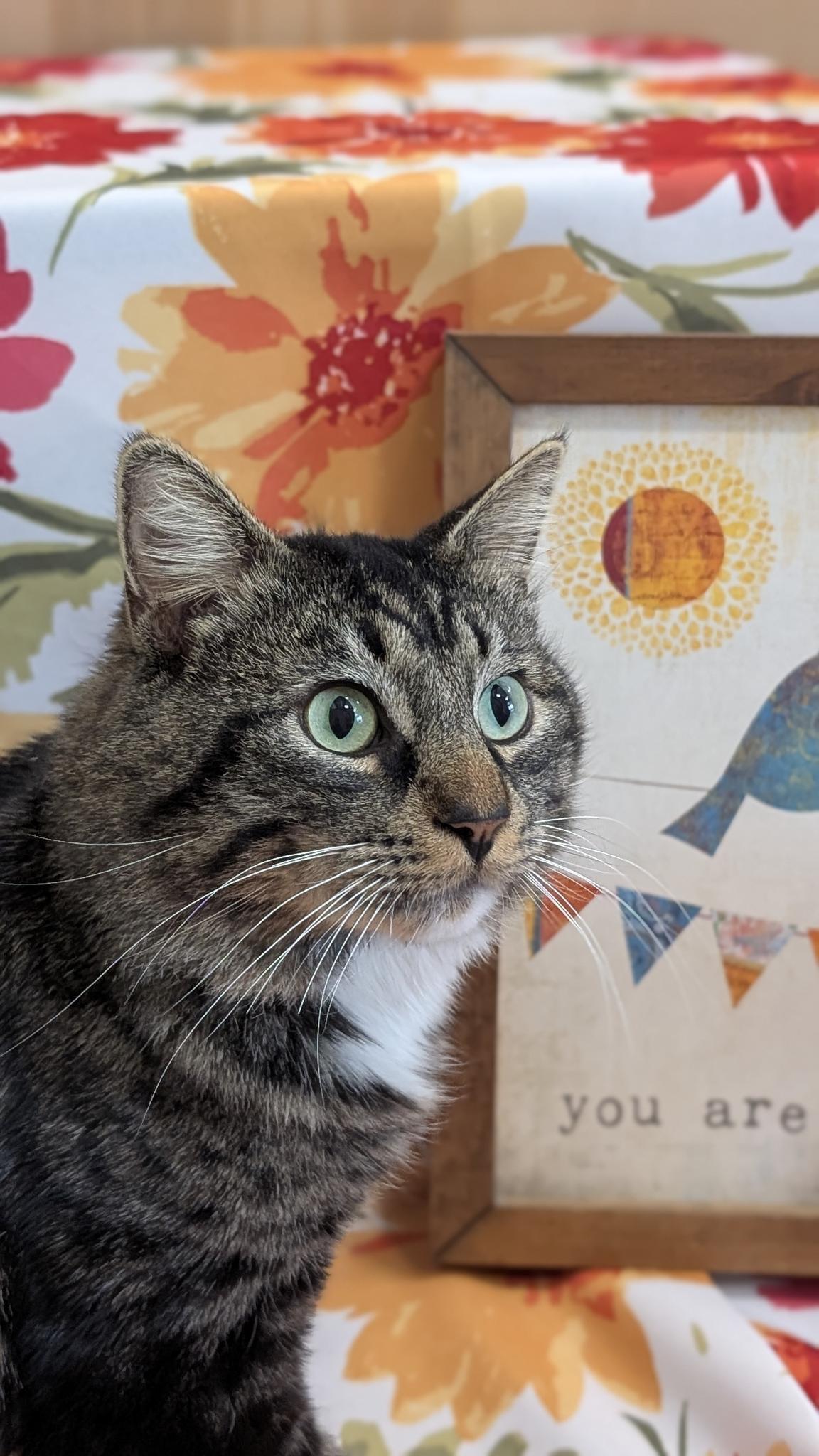 Enlarge Paris, a ADOPTABLE Domestic Medium Hair in Petaluma, CA image 4/5