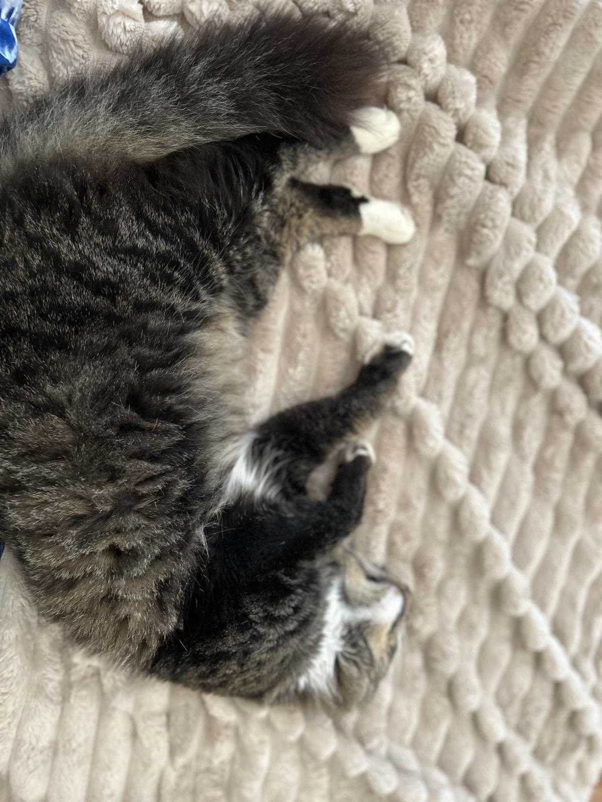 Enlarge Paris, a ADOPTABLE Domestic Medium Hair in Petaluma, CA image 5/5