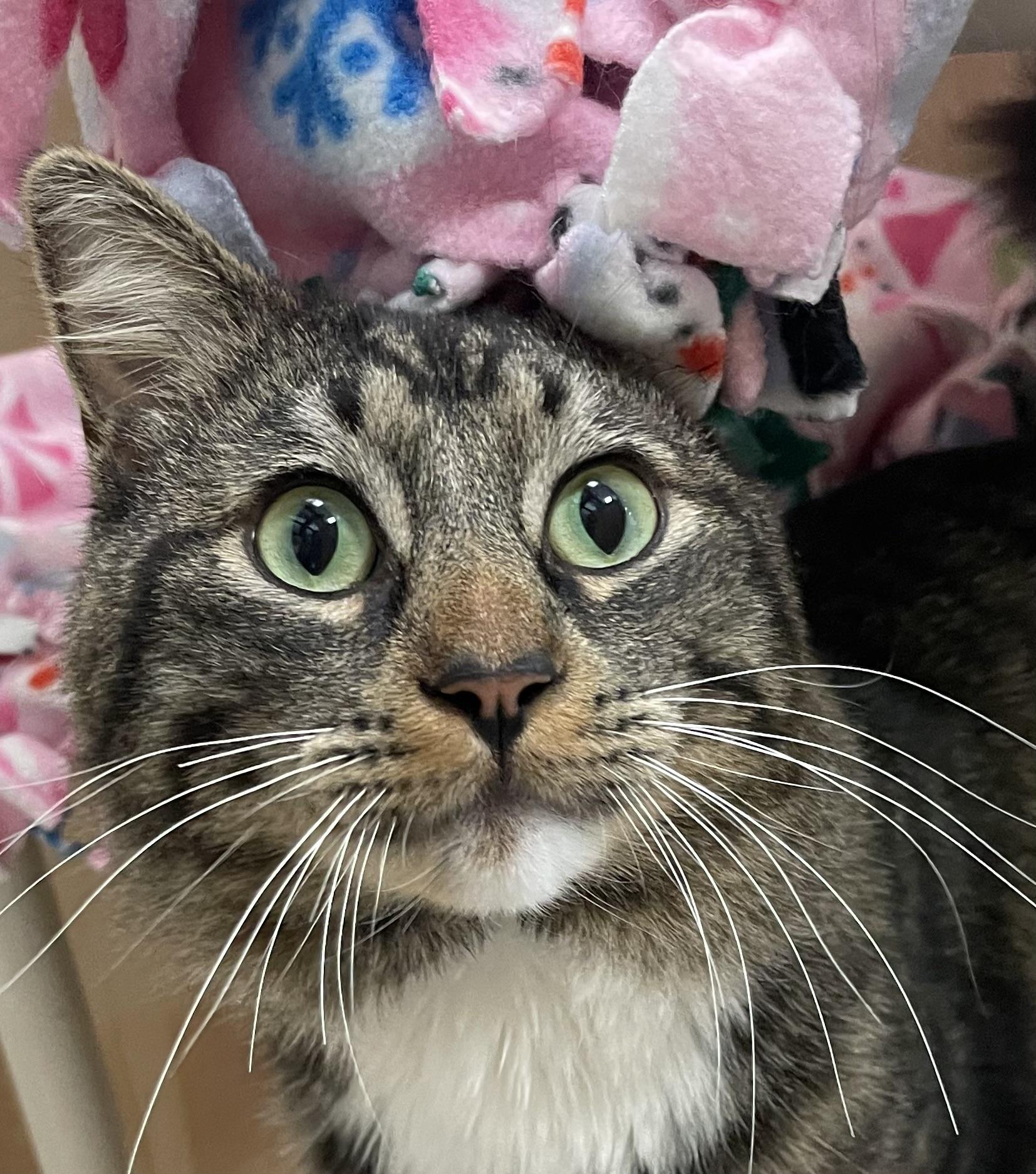 Paris, ADOPTABLE, Adult Male Domestic Medium Hair.