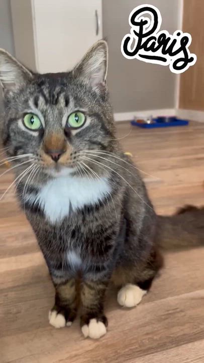 Enlarge Paris, a ADOPTABLE Domestic Medium Hair in Petaluma, CA video 2/5