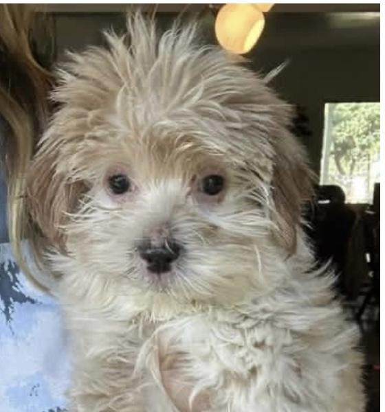 Wickie, a Adoptable mixed breed in Santa Rosa, CA image 2/2